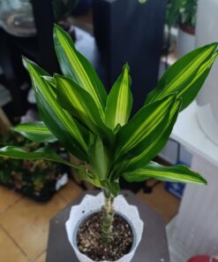 Dracaena ‘Enkele’ – plantă de interior decorativă, ghiveci 12 cm