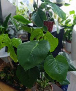 Monstera deliciosa – plantă tropicală de interior, 3 plante în ghiveci 12 cm