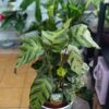 Calathea Mix de culori – plante tropicale decorative, ghiveci 12 cm