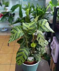 Calathea Mix de culori – plante tropicale decorative, ghiveci 12 cm