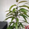 Ficus ‘Amstel King’ – arbore de interior elegant, cu frunze lungi și aspect tropical