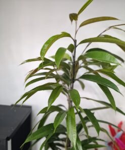 Ficus ‘Amstel King’ – arbore de interior elegant, cu frunze lungi și aspect tropical