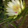 Selenicereus wercklei – cactus tropical curgător, hang pot