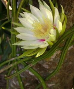 Selenicereus wercklei – cactus tropical curgător, hang pot